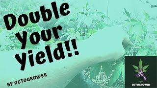 DOUBLE YOUR YIELD | Octogrower