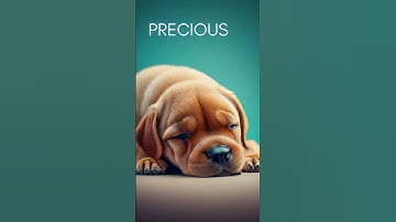 Thumbnail of Calming Dog Music Anti Anxiety Music For Dogs | Relaxation Music For Dogs With Separation Anxiety