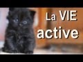 La vie active  parole de chat