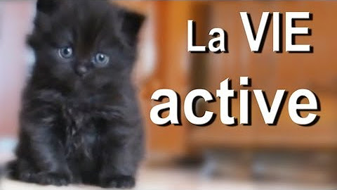 Parole De Chat Youtube