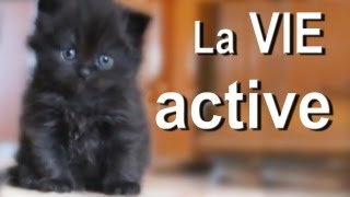 LA VIE ACTIVE - PAROLE DE CHAT