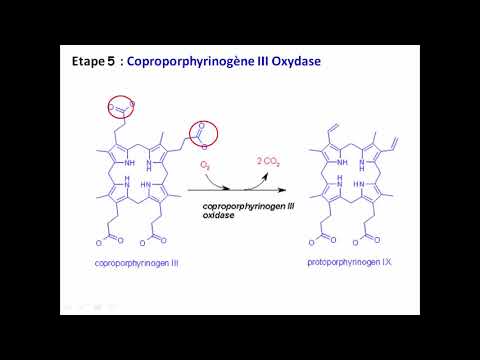 Vidéo: Où est fabriquée la protoporphyrine ?