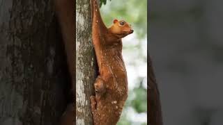 Colugo & . Also Known As Malayan Flyin Lemur.