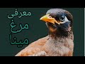 معرفی کامل مرغ مینا 10سوال درباره مرغ مینا