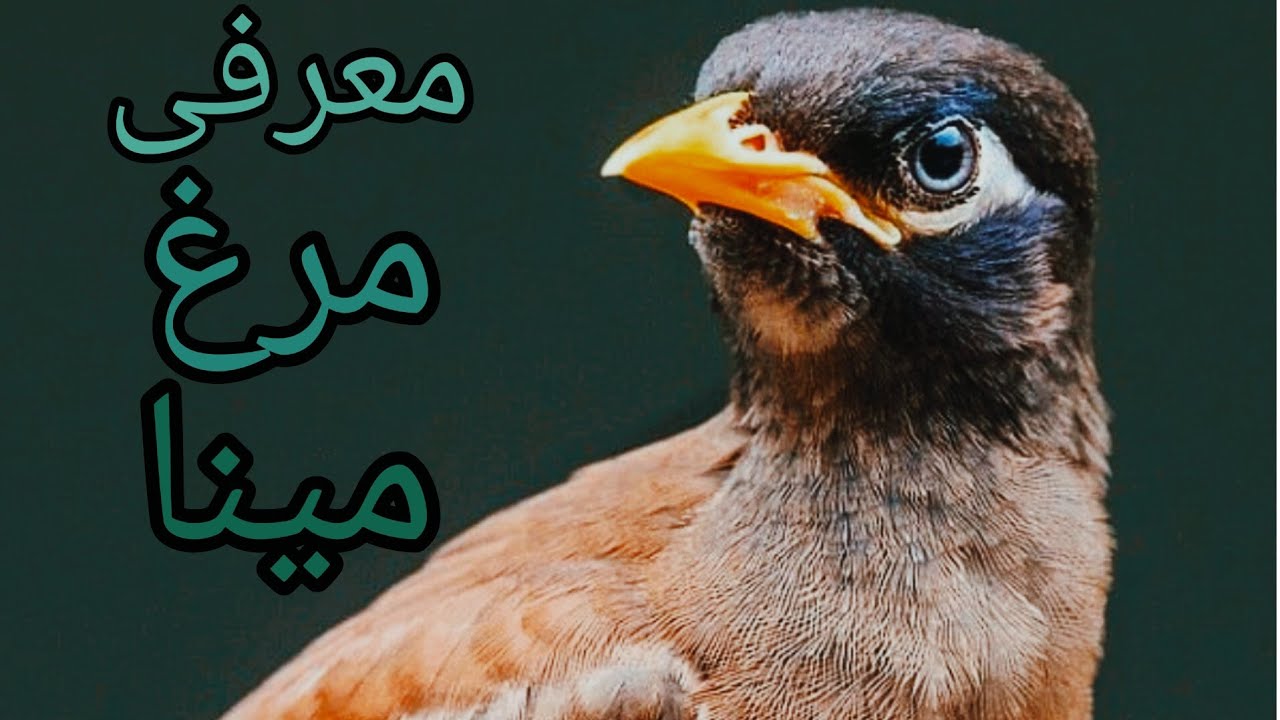 معرفی کامل مرغ مینا(10سوال درباره مرغ مینا)🌺🍁 - YouTube