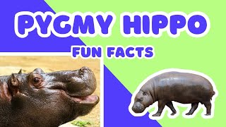 7 Facts About Pygmy Hippos Like Moo Deng Pygmy Hippopotamus Interesting Facts Nature Science