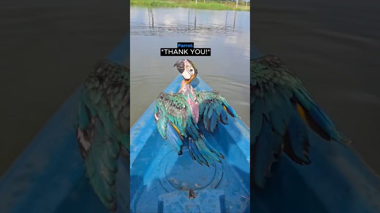 Kind man saves parrot from drowning ❤️