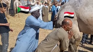 #مواطن_مصري واخ سوداني ينجحان في رفع اكبر جمل في سوق برقاش بطريقه ممتازه هزت العالم كله 😱