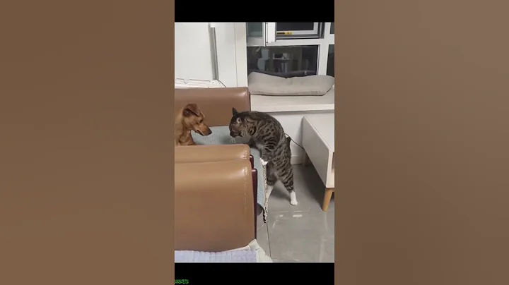 Video 11101901: laugh funny cat, funny cat black