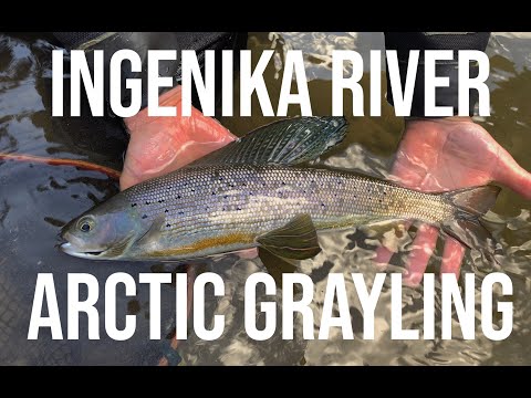 Ingenika River Arctic Grayling Monitoring