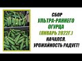 СБОР УЛЬТРА-РАННЕГО ОГУРЦА (ЯНВАРЬ 2022г.) НАЧАЛСЯ. УРОЖАЙНОСТЬ РАДУЕТ!