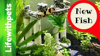 New fish and Plants in a 75 Gallon Betta Fish Tank. (Part 3) Setting up our new 75 Gallon planted Betta fish community tank. We used several different aquarium plants including bacopa,