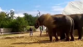 Слоны на пляже в Яровом!!!!