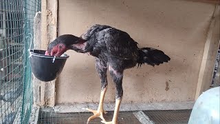 Cara mengobati ayam sakit tidak mau makan || MANJURRR  !!!. 