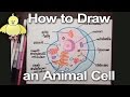 How to Draw an Animal Cell Diagram -Homework Help | DoodleDrawArt