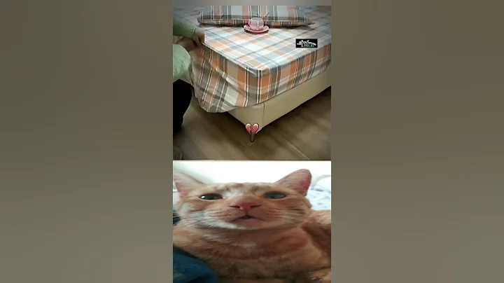 Video 10042611: fold cat cute, best cat animal cute