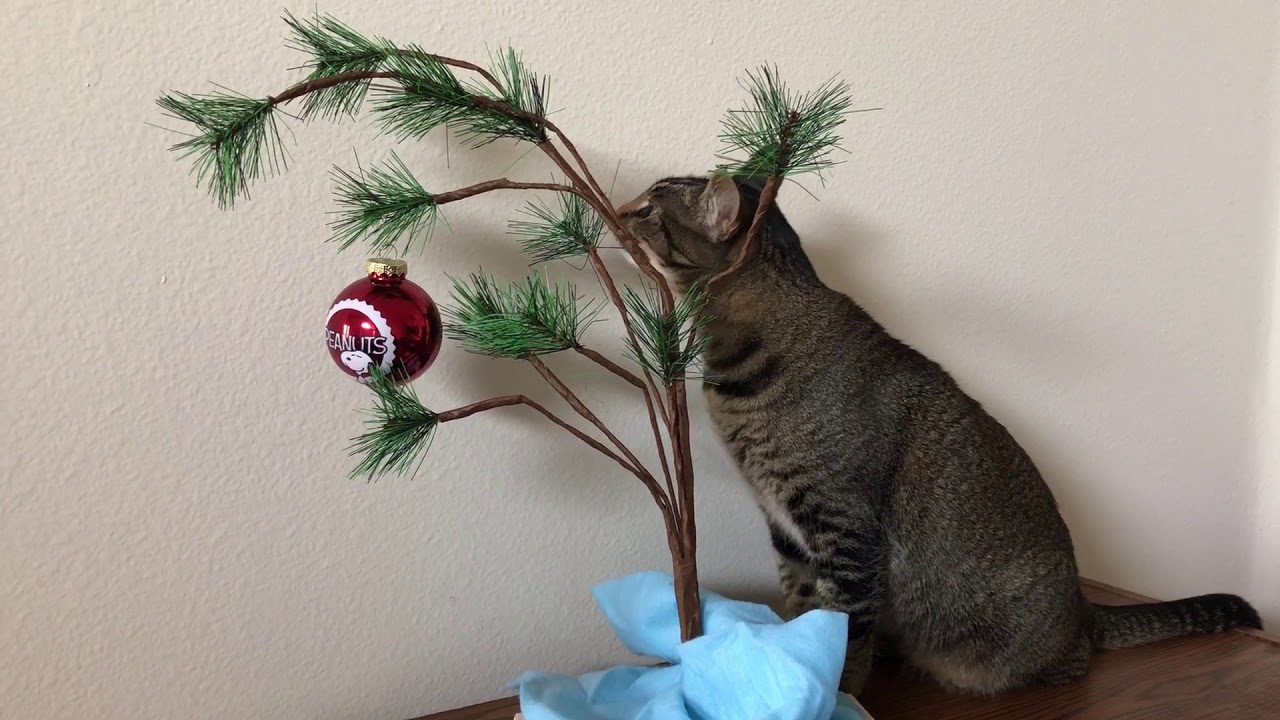 Cat eating Christmas tree YouTube