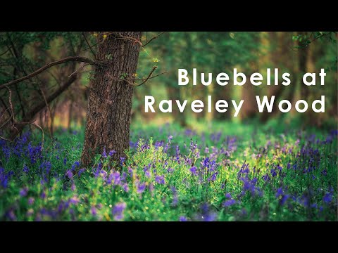 Bluebells - Raveley Woods