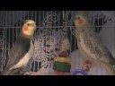 Cockatiels -Happy and Honey were set side-by-side in a poorly lit, windowless room.