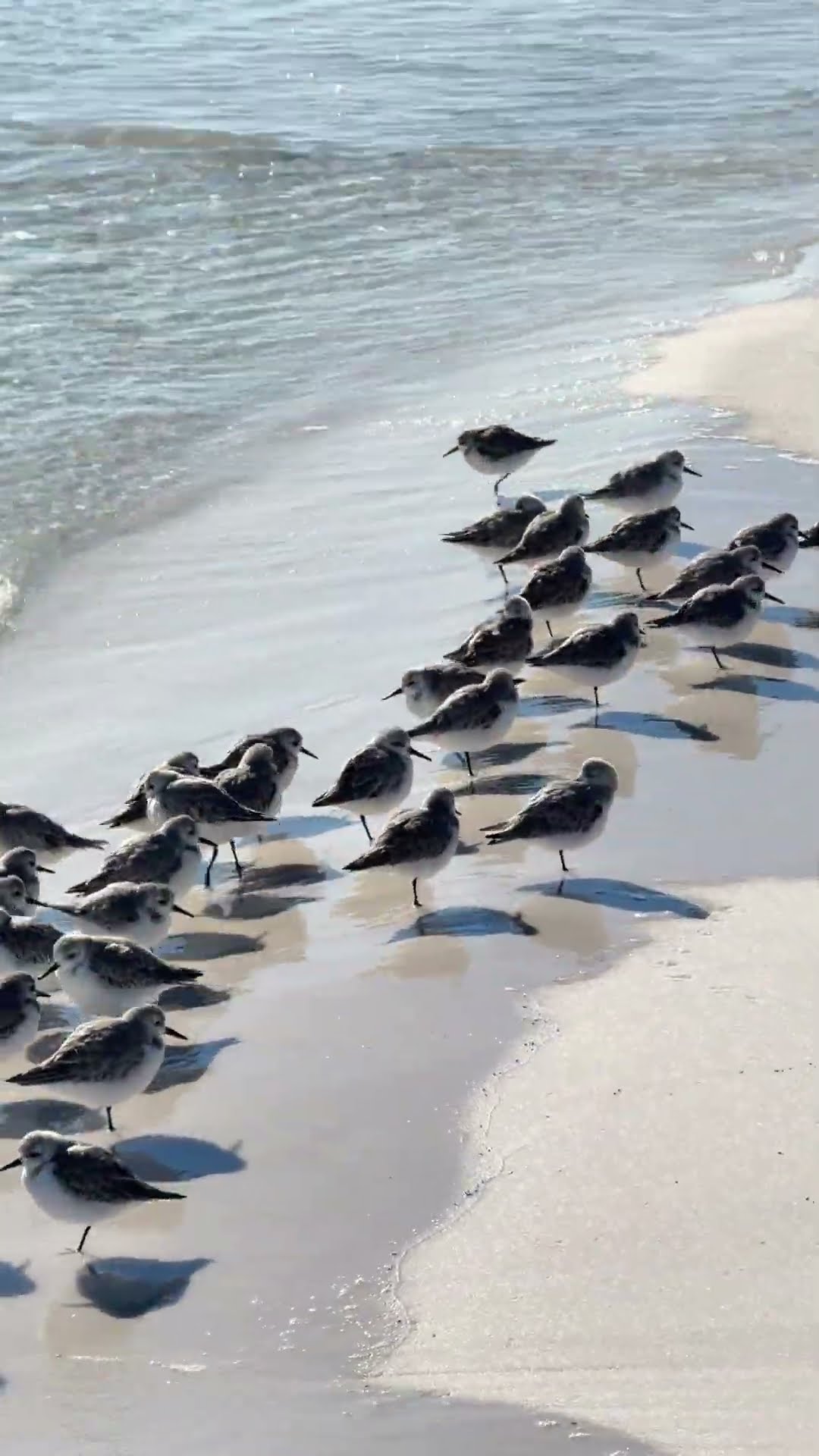 One-legged Birds in Florida || ViralHog