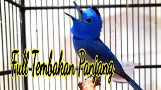 Burung Kehicap Ranting Gacor Ngerol Panjang