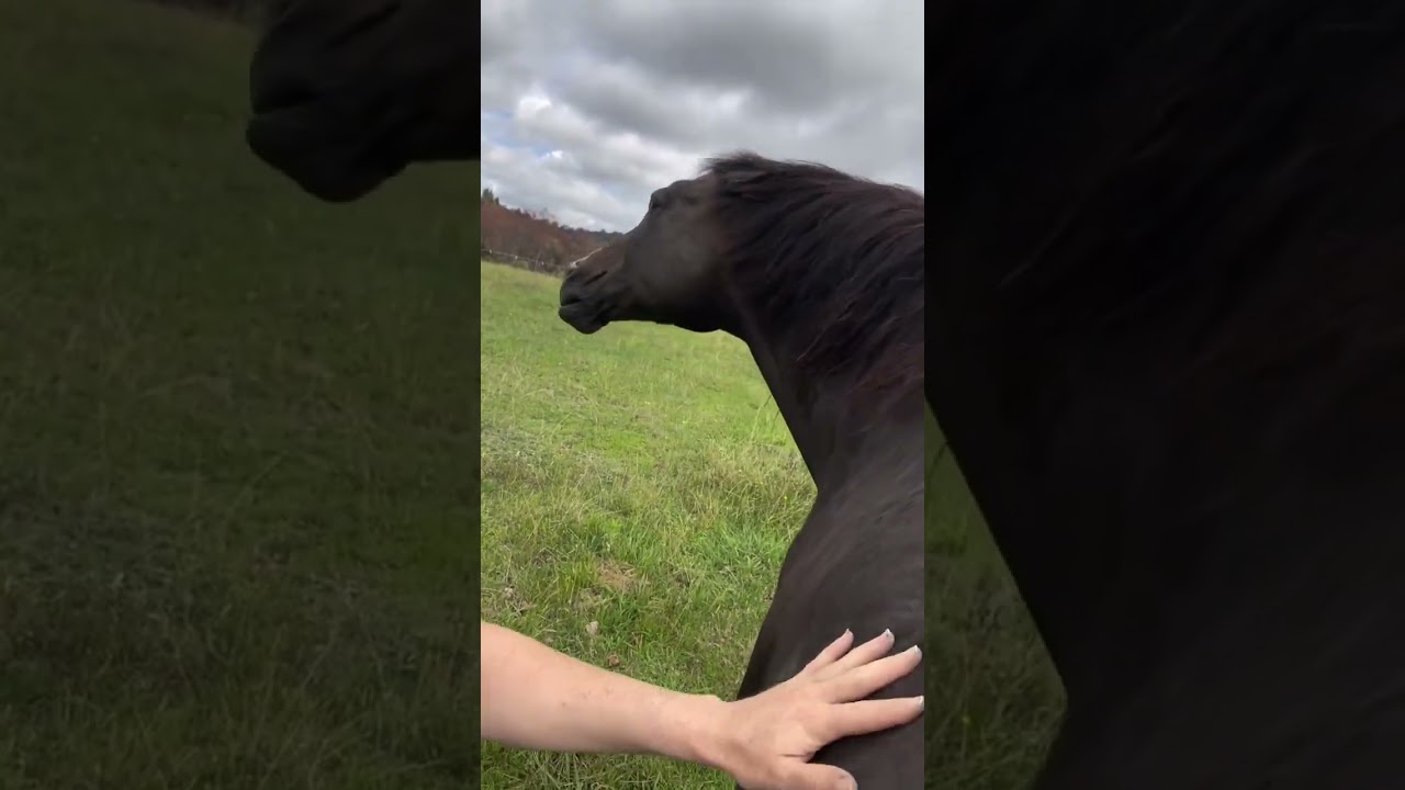 I think I speak horse Shake head for ‘yes’ I ask the horses all the time PART 3