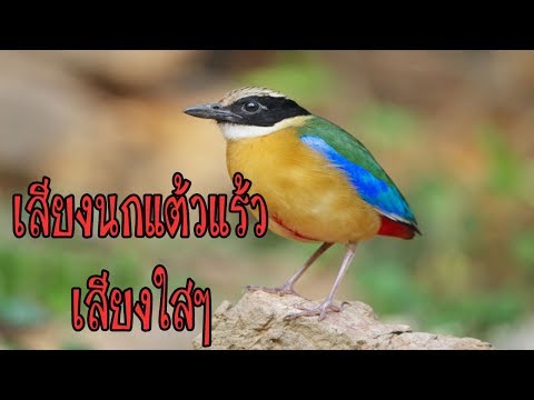 เสียงนกร้อง นกแต้วแร้วร้องเพราะๆ เสียงใสๆ จากธรรมชาติแท้ๆ