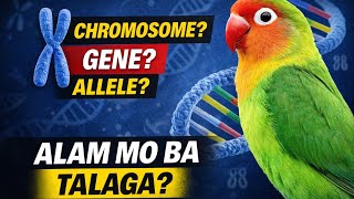 Chromosome vs Gene vs Allele (w/ English Caption) | Lovebird Genetics Basics Explained