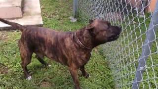 Pitbull Barking At Puppie Pitbull Barking At Puppie