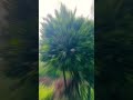 पहाड़ों में बरसात के बाद का मौसम🌧️❣️#narendar_singh_negi #pahadi #trendingshorts #shortvideo #viral