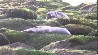 Antarctica, Heard Island, Time Travel is possible, Pristine World 2