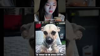 doge cute look #memes #funny #sad #memes #funny #sad #duet #edit #pug #horror #marvel#respect #sigma