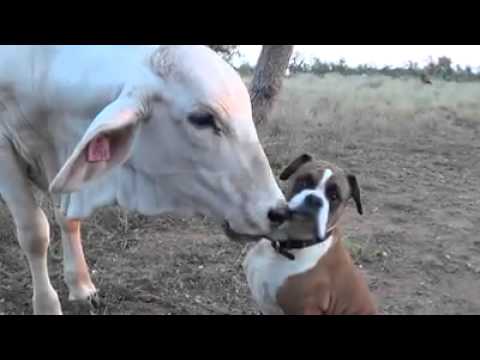 boxer vs cow youtube