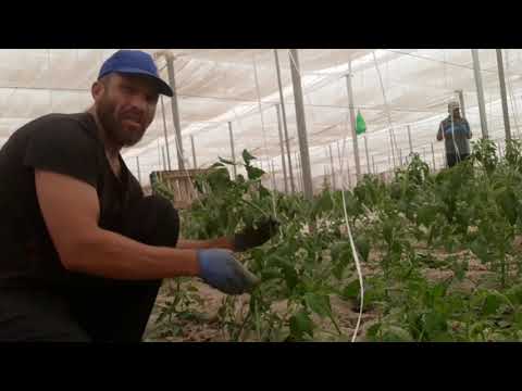 فيديو: كيفية إكثار نبات عصاري من الأوراق: 14 خطوة
