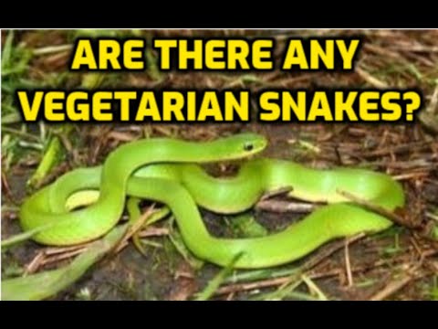 Are There Vegetarian Snakes 