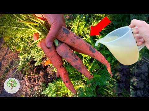 Video: Boli comune ale morcovilor - Sfaturi pentru tratarea problemelor de cultivare a morcovilor