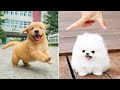 Baby Dogs 🔴 Cute and Funny Dog Videos Compilation #23 | 30 Minutes of Funny Puppy Videos 2021