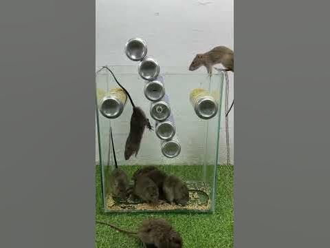 Beer can mousetrap #mouse #shortsvideo #mousetrap - YouTube