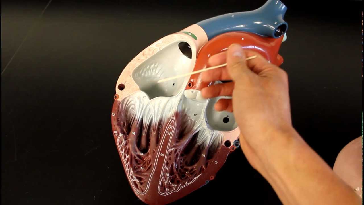 CIRCULATORY SYSTEM ANATOMY: Blood flow through heart chamber model