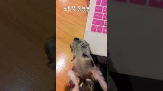 노트북 먹는 아기 강아지 #wirefoxterrier …