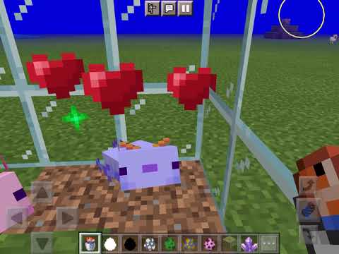 How To Summon A Rare Blue Axolotl In Minecraft Bedrock Edition/MCPE