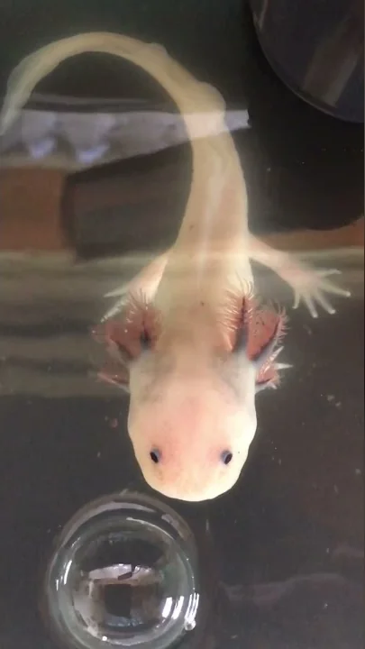 ウーパールーパー 鳴き声