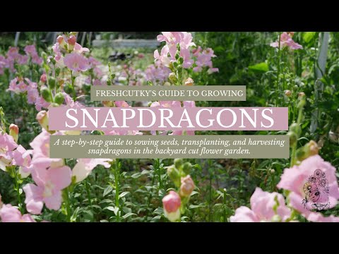 How To Grow Snapdragons From Seed - Planting Snapdragon Seed Cut Flower Gardening For Beginners