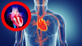 El SITEMA CIRCULATORIO explicado: funciones, partes, corazón, vasos sanguíneos