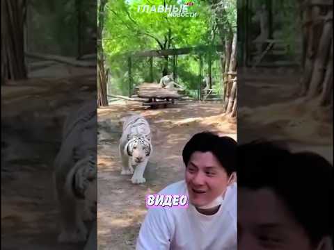 😆 Тигр остался без обеда! | Главные Новости