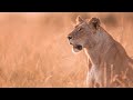 Lions at sunrise, Masai Mara, Kenya