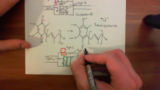 The Electron Transport Chain Part 4