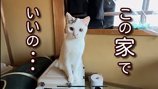 保護猫の為に一戸建て賃貸に引っ越したけど・・・