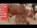 Sahiwal cow new video || pashu Mandi dabwali || 8427988908