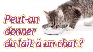 Quel Lait Peut Boire Un Chat